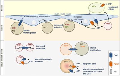 The Role of Connexin 43 and Pannexin 1 During Acute Inflammation